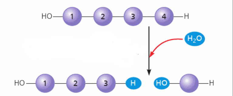 <p>hydrolysis</p>