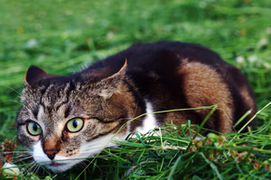 <p>El gato estaba _ a su presa (stalking)</p>