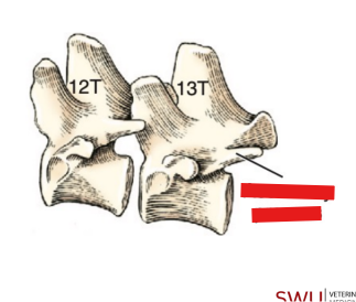<p>Q: Also known as "anapophyses," the …… appear in the midthoracic region and articulates with the cranial articular process of the vertebra caudal to it. </p><p>A. Mamillary process </p><p>B. Transverse process </p><p>C. Articular process </p><p>D. Accessory process</p>