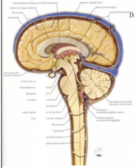<p>Is formed in the lateral ventricles by the choroid plexus</p><p>2. Passes through the interventricular foramen of Monro</p><p>3. Joins the CSF produced in the 3rd ventricle</p><p>4. Passes through the narrow cerebral aqueduct of Sylvius</p><p>5. Joins with the CSF produced in the 4th ventricle</p><p>6. Passes through the aperatures (2 foramen of Lushka, 1 foramen of</p><p>Magendie) of the 4th ventricles into the</p><p>subarachnoid space </p><p>7. It then travels upward around the brain and downward around</p><p>the cord</p><p>8. The fluid circulates and eventually enters the arachnoid granulations,(top of brain) where CSF is reabsorbed and passes through the lateral lacunae to drain into the superior sagittal sinus and finally into the venous system of the</p><p>body</p>