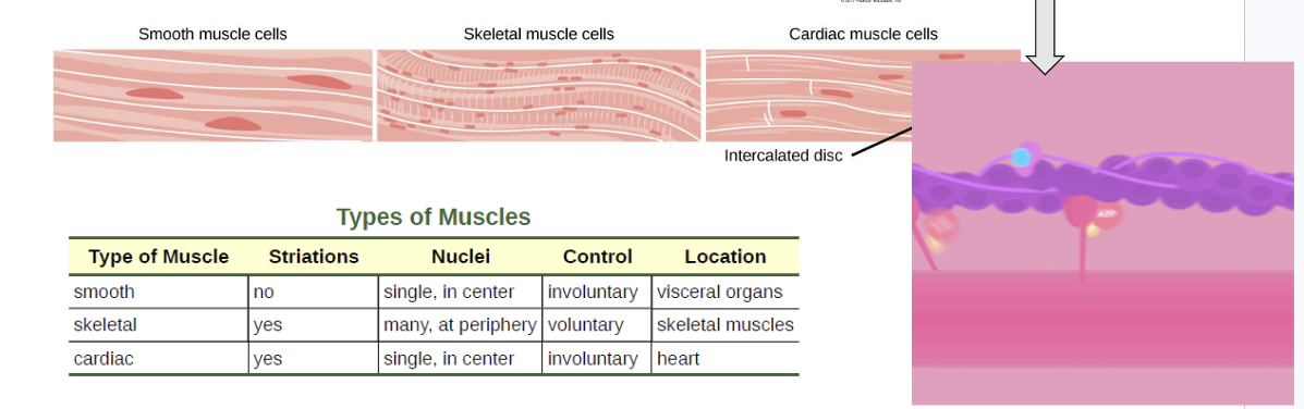 <p><span style="background-color: transparent;">Three kinds of muscle tissue:</span></p><ul><li><p><span style="background-color: transparent;">Skeletal – voluntary, striated</span></p></li><li><p><span style="background-color: transparent;">Smooth – involuntary, no striations</span></p></li><li><p><span style="background-color: transparent;">Cardiac – involuntary, striated, intercalated discs</span></p></li></ul><p></p>