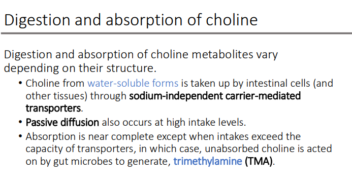 <p>gut microbes </p><p>trimethylamine (TMA)</p>