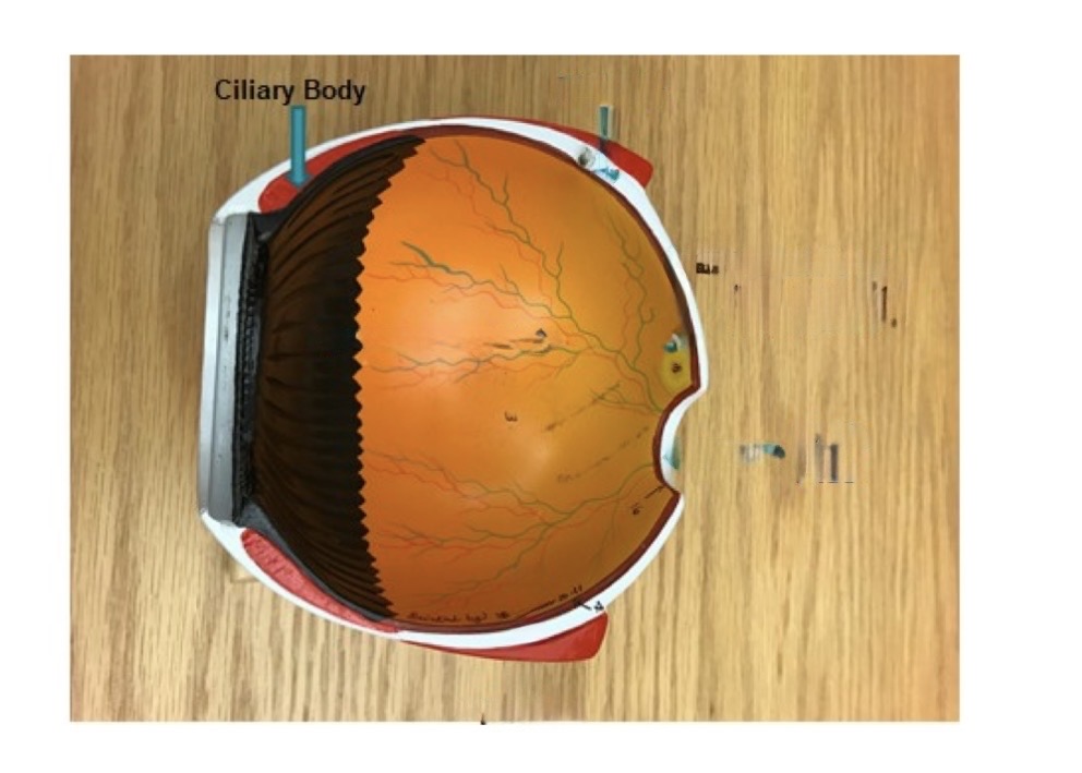 <p>ciliary body</p>