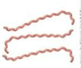 <p>tightly coiled & long</p>