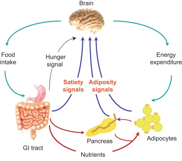<p>— the <strong>motivational state</strong> that causes eating to stop even when food remains.</p>