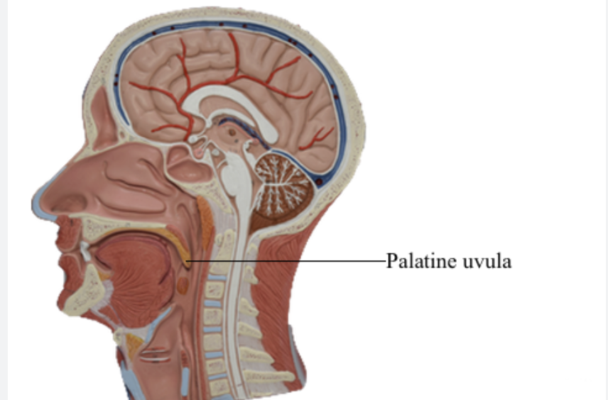 <p>Uvula - blocks food from coming up nose</p>