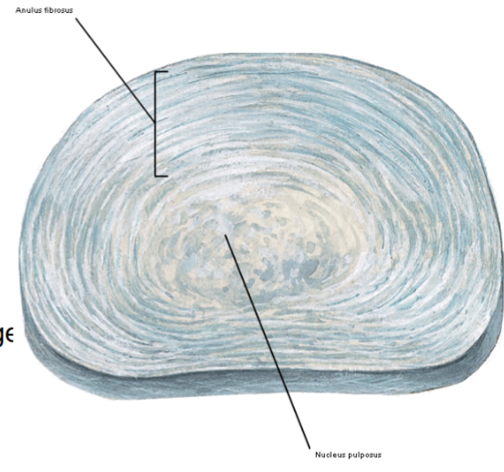 <p>squishy part of intervertebral disc</p><p>fibrous strands in proteoglycan gel</p><p>smallest in cervical</p>