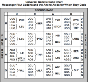 <p>Determine which amino acids will be assembled </p><p></p><p></p>