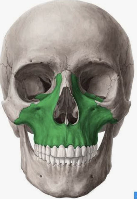 <p>Which bone is this?</p>
