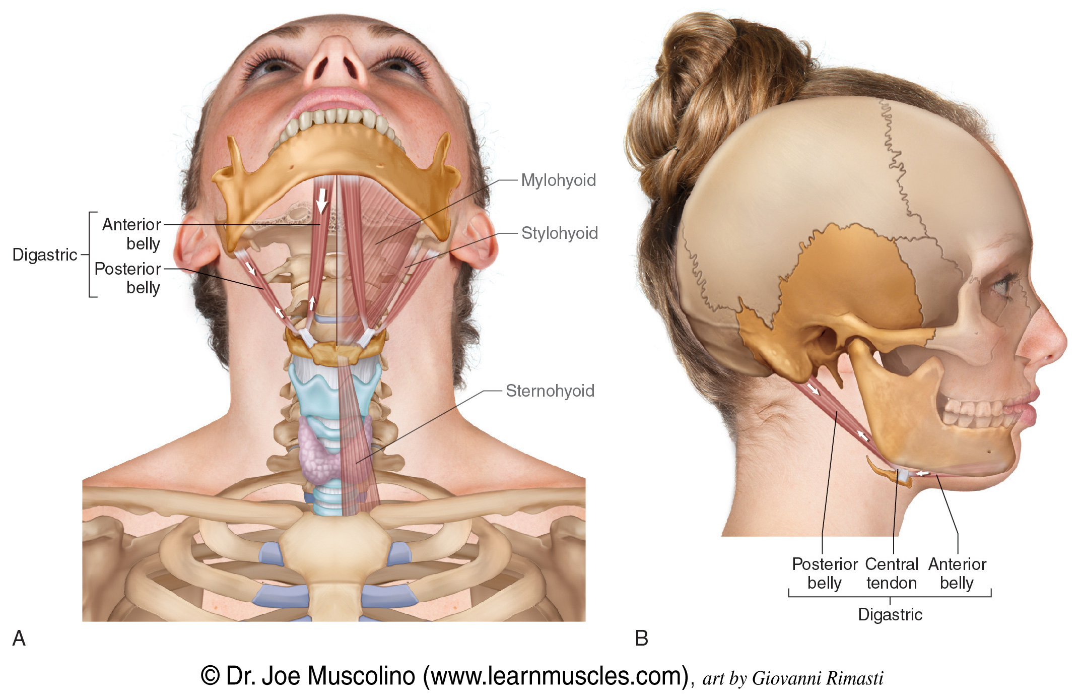 <p>origin: the anterior belly’s origin is the digastric fossa of the mandible. the posterior belly’s origin is in the mastoid process of the temporal bone.</p><p>insertion: hyoid bone (via fascial sling).</p><p>action: depresses mandible when hyoid is fixed and elevates hyoid when mandible is fixed.</p>