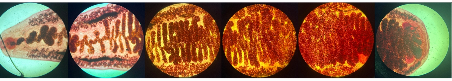 <p>Identification:</p><p>Common name:</p><p>Organ loc:</p><p>Intermediate Host:</p><p>Definitive Host:</p><p>Family:</p>
