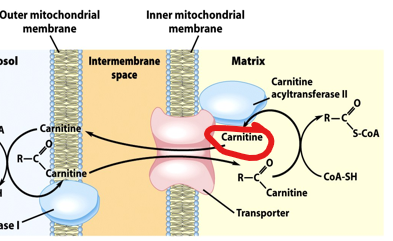 <ul><li><p>Fatty acyl-CoA cannot cross the mitochondrial membrane directly, so the cell uses a specialized transport system known as the <strong>carnitine shuttle</strong></p></li><li><p>In this system, the fatty acyl group is transferred from CoA to carnitine by the enzyme <strong>carnitine acyltransferase I (CPT1)</strong>, forming fatty acyl-carnitine.</p></li><li><p>This molecule can cross the mitochondrial membrane via a transporter.</p></li><li><p>Once inside, the acyl group is transferred back to CoA by <strong>CPT2</strong>, regenerating fatty acyl-CoA in the mitochondrial matrix.</p></li></ul><p></p><p>What happens to carnitine?</p>