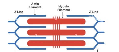 <p>What structure is this?</p>