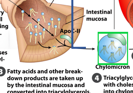 <p>Once free fatty acids and monoacylglycerold are re-esterified within the enterocytes, what happens next?</p>