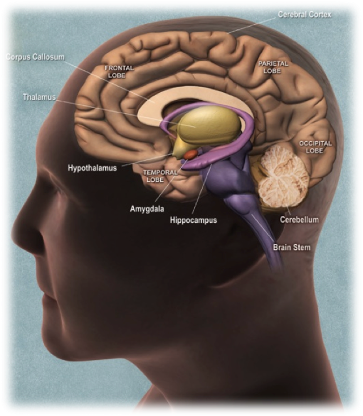 <ul><li><p>Located in the <strong>diencephalon</strong>, which includes:</p><ul><li><p><strong>Epithalamus</strong> (top)</p></li><li><p><strong>Thalamus</strong></p></li><li><p><strong>Subthalamus</strong> (under thalamus)</p></li><li><p><strong>Hypothalamus</strong> (important for neuroendocrine control)</p></li></ul></li><li><p><strong>Nuclei:</strong> clusters of neuron cell bodies in each region perform specific functions.</p></li></ul><p></p>