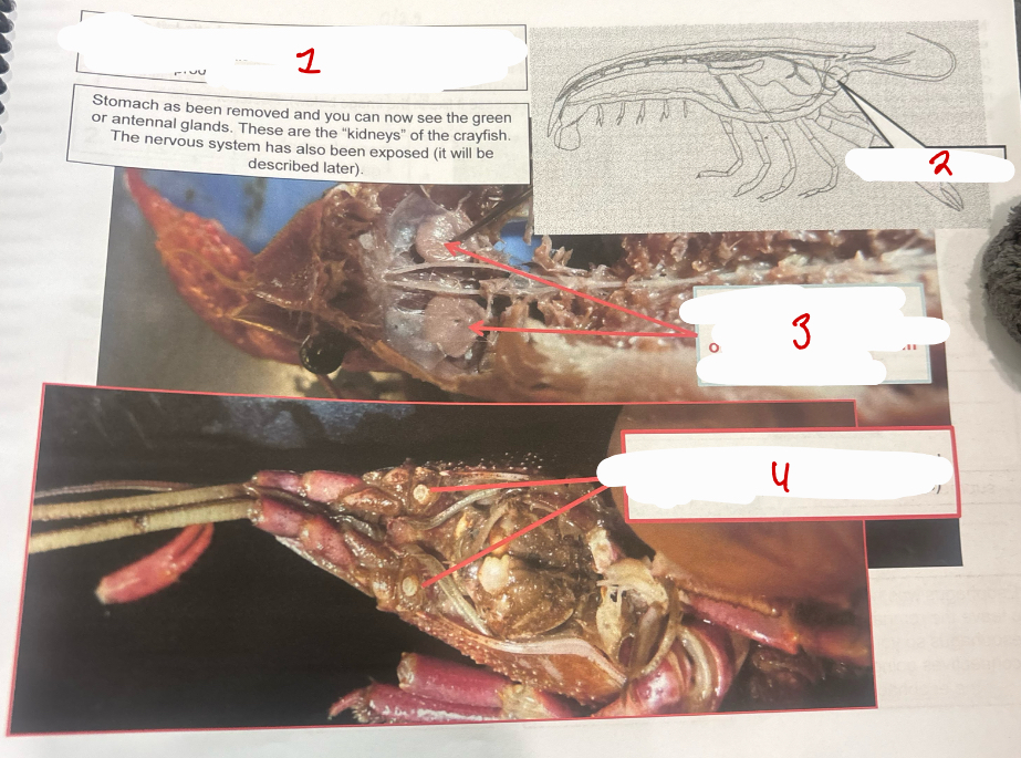 <p>Excretory System</p>