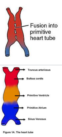 <p><strong>Truncus arteriosus</strong> (<span style="color: purple;">aorta and pulmonary trun</span>k)</p><p></p><p><strong>Bulbus cordis </strong>(<span style="color: purple;">right ventricle</span>)</p><p></p><p><strong>Primitive ventricle</strong> (l<span style="color: purple;">eft ventricle)</span></p><p></p><p><strong>Primitive atrium</strong> (<span style="color: purple;">right and left auricle</span>s)</p><p></p><p><strong>Sinus venosu</strong>s (r<span style="color: purple;">emains bifurcated, a paired area where veins drai</span>n</p><p>- The <span style="color: purple;">left </span>sinus venosus becomes the co<span style="color: purple;">ronary sinus; </span></p><p><span style="color: purple;">- t</span>he <span style="color: purple;">right </span>is incorporated into the <span style="color: purple;">wall of the right atrium</span></p>