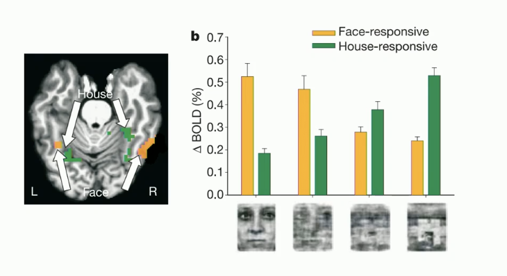 <p>explain the face/house perceptual decision making task</p>