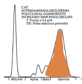 <p>SPE from a dogs. What is the most likely diagnosis? </p>