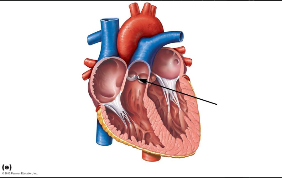 <p>Identify the structure indicated in this diagram</p>