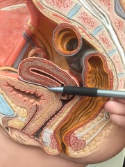<p>reflection of peritoneum between uterus and bladder</p>