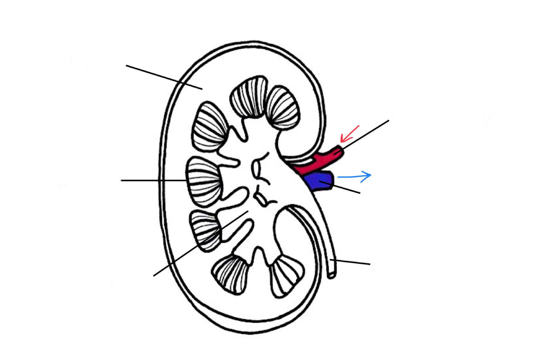 <p>Label the kidney:</p>
