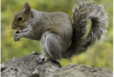 <p>• Generally grayish color</p><p>• White belly</p><p>• Large bushy tail</p>