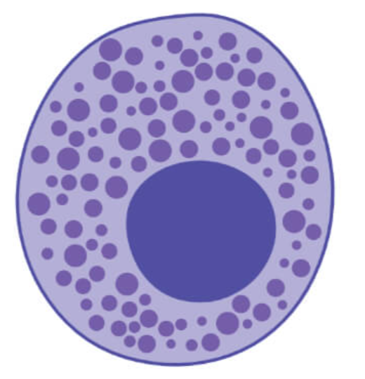 <p>Mast Cell</p>