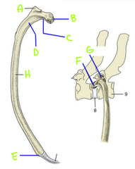 <p>H</p>