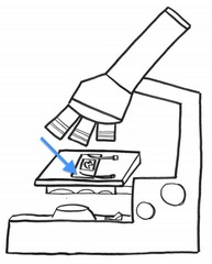 <p>Where the specimen is placed</p>