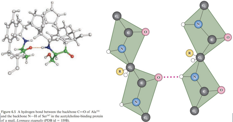 <p><strong>Hydrogen Bonds:</strong> The Most Versatile Force</p><ul><li><p>who do they form with</p></li><li><p>function? how do they stabilize secondary structure and support tertiary structure?</p></li><li><p>strength kj/mol</p></li><li><p>surface:</p></li></ul><p></p>