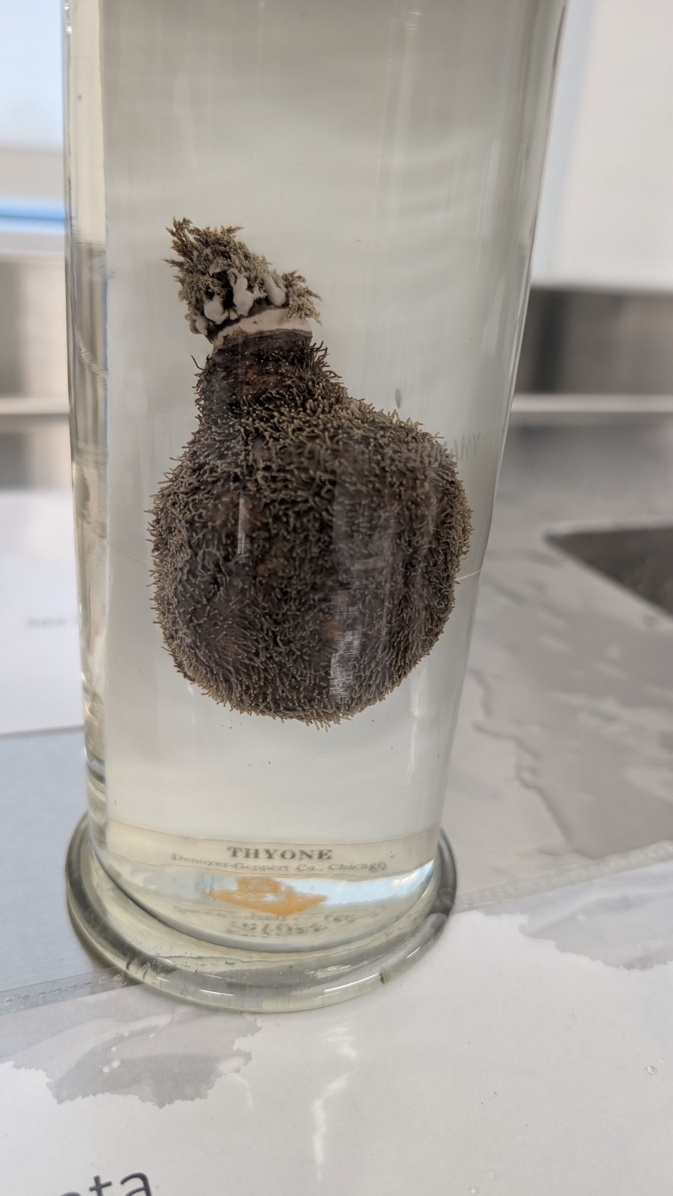 <p>Identify</p>