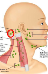 <p>Lymph nodes located at the back of the head that drain the posterior scalp.</p>