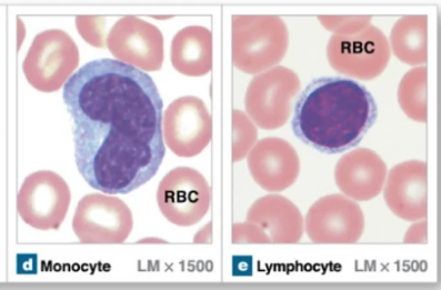<p>Leukocytes that lack granules </p><ul><li><p>Monocytes</p></li><li><p>Lymphocytes</p></li></ul><p></p>