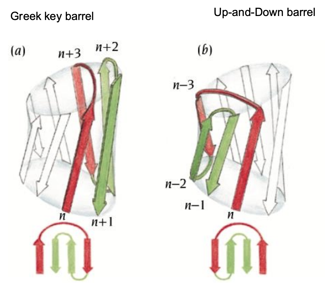 <ul><li><p><strong>Greek key barrel</strong>: strands oriented in a specific “folded over” topology</p></li><li><p><strong>Up-and-down barrel</strong>: simple antiparallel strands connected by loops</p></li></ul><p></p>