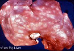 <p>A pig presents with failure to grow and decreased average daily gain. The pig also had a mild, chronic cough. In death, this is visible. Thoughts?</p>