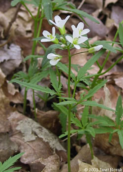 <p>What Plant is This?</p>