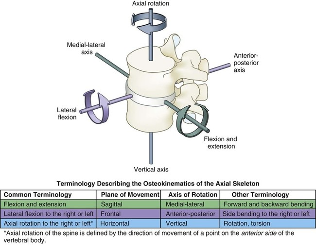 <p>What is involved in Rotation of Trunk / Vertebral Column</p>