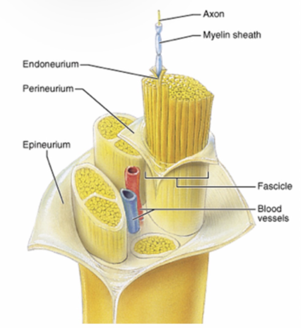 <p>Covers of Typical Peripheral Nerves  </p>