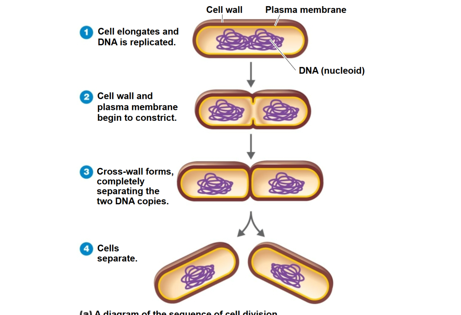 <ol><li><p>The cell elongates, and <strong>DNA is replicated</strong></p></li><li><p><strong>Cell wall and plasma membrane </strong>begin to <strong>constrict</strong></p></li><li><p>A cross <strong>wall forms</strong>, <strong>separating 2 DNA</strong> copies</p></li><li><p><strong>Cells separate</strong></p></li></ol><p></p>