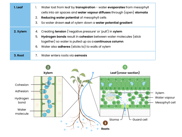 knowt flashcard image