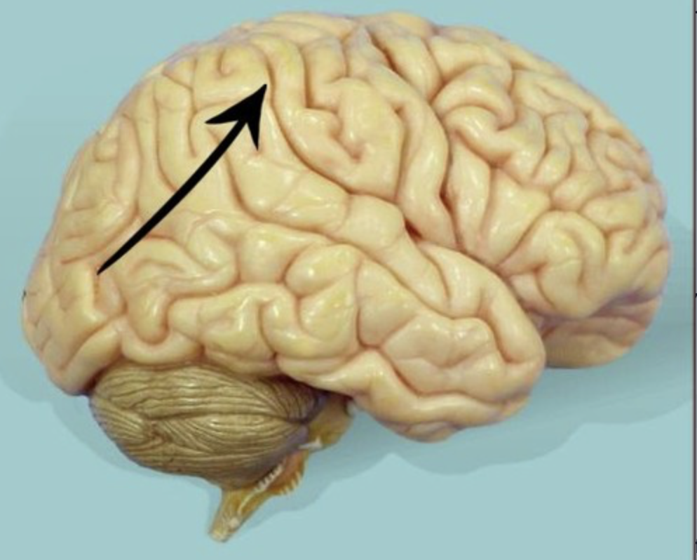 <p>location of primary somatosensory cortex and sensory association areas</p>