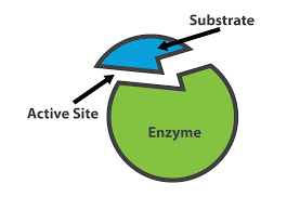 <p>QC Rules for enzymes: cut at ____ um and use _____ tissue (1 exception)</p><ul><li><p>___ uses spleen as a control </p></li></ul><p></p>