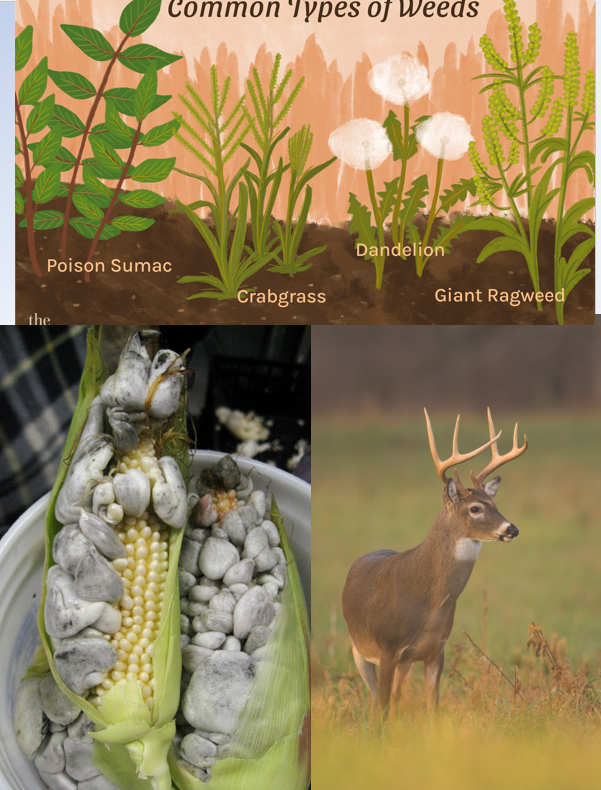 <p>Anything we don’t want in our environment</p><p>In field crops, pests are weeds, pathogens, and herbivores.</p>