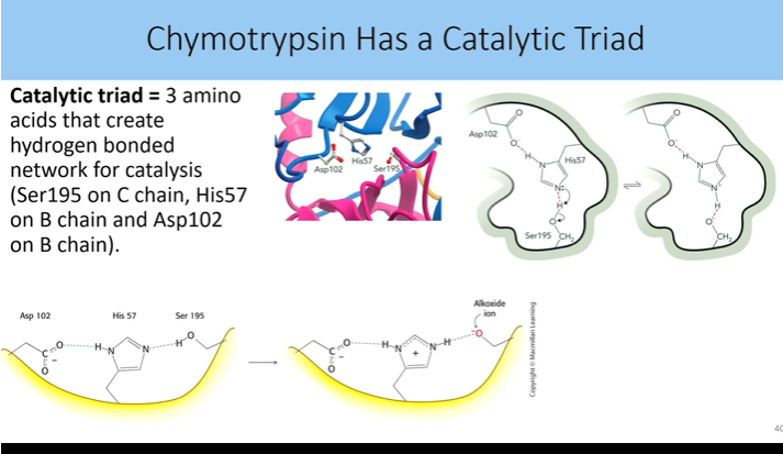 <p>3 amino acids that create hydrogen bonded network for catalysis (ser on C chain, his on B chain, Asp on B chain)</p><p>in active site of chymotrypsin</p>