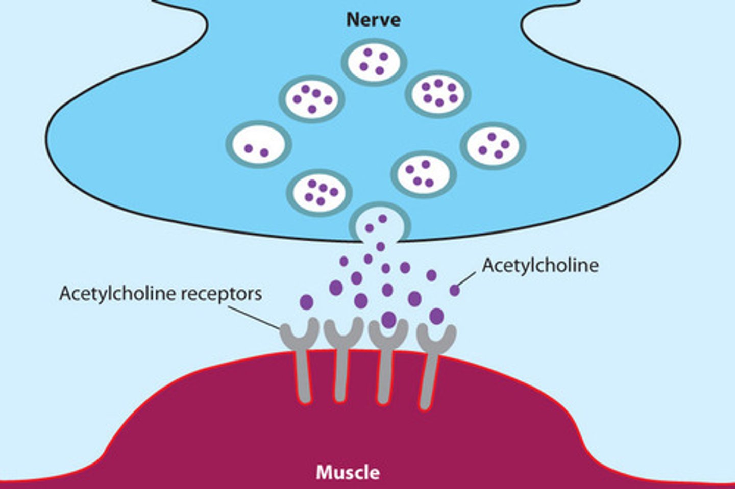 <p>Neurotransmitter at neuromuscular junction</p>
