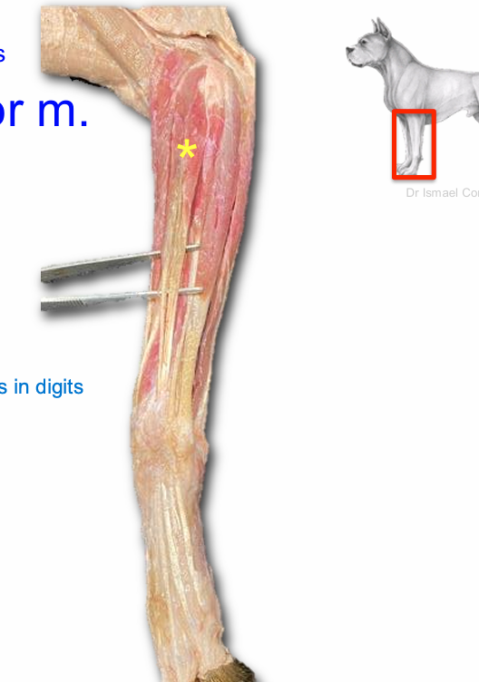 <p>Common digital extensor m.</p>