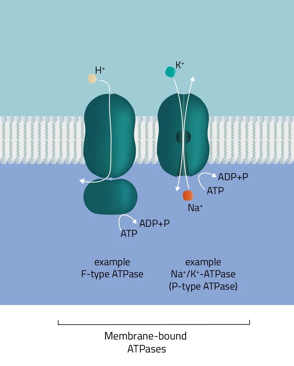 <p>What is responsible for the paesage of materials through the plasma membrane?</p>