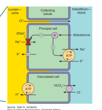 <p>potassium sparing duretic that bloacks ENaC in distal tubule + collecting ducts → decrease cardiac output → decrease BP</p><p>K+ wont leave blood because lumen is not negative from Na being reabsorbed</p>