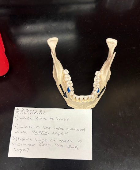 <p>What type of tooth is marked by the blue tape?</p>
